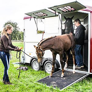 Fohlenverladen-mit-Frontausstieganhaenger_vorne-raus